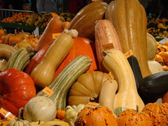 Squash-and-Pumpkins