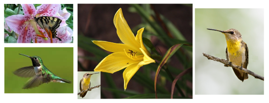 butterfliespinkandyellowlilies