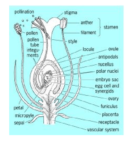structure of a flower