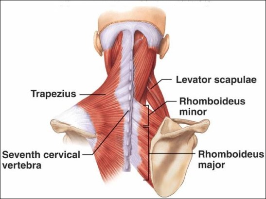 Illustration of the left Trapezius and Rhomboid muscles