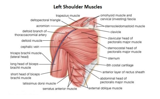 left shoulder muscles
