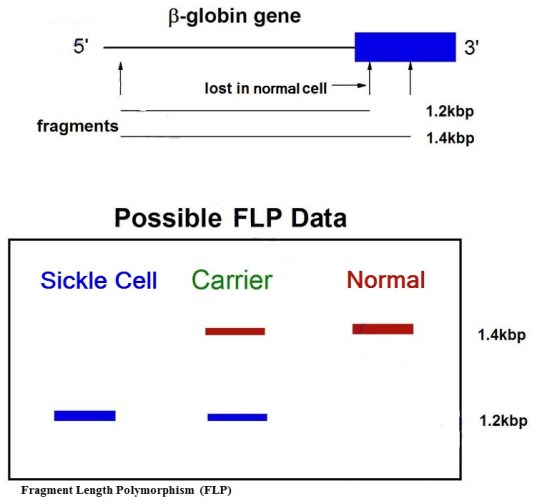 DNA fragment length polymorphism